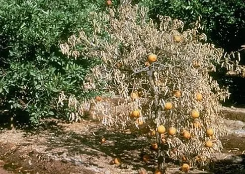 Virus de la tristeza