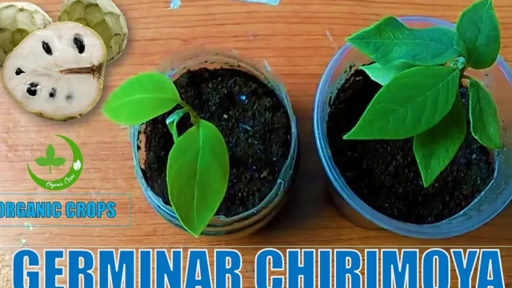 arbol de chirimoya en maceta cultivo y beneficios esenciales