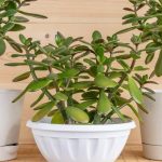 arbol de jade cuidados para interior y prosperidad en casa