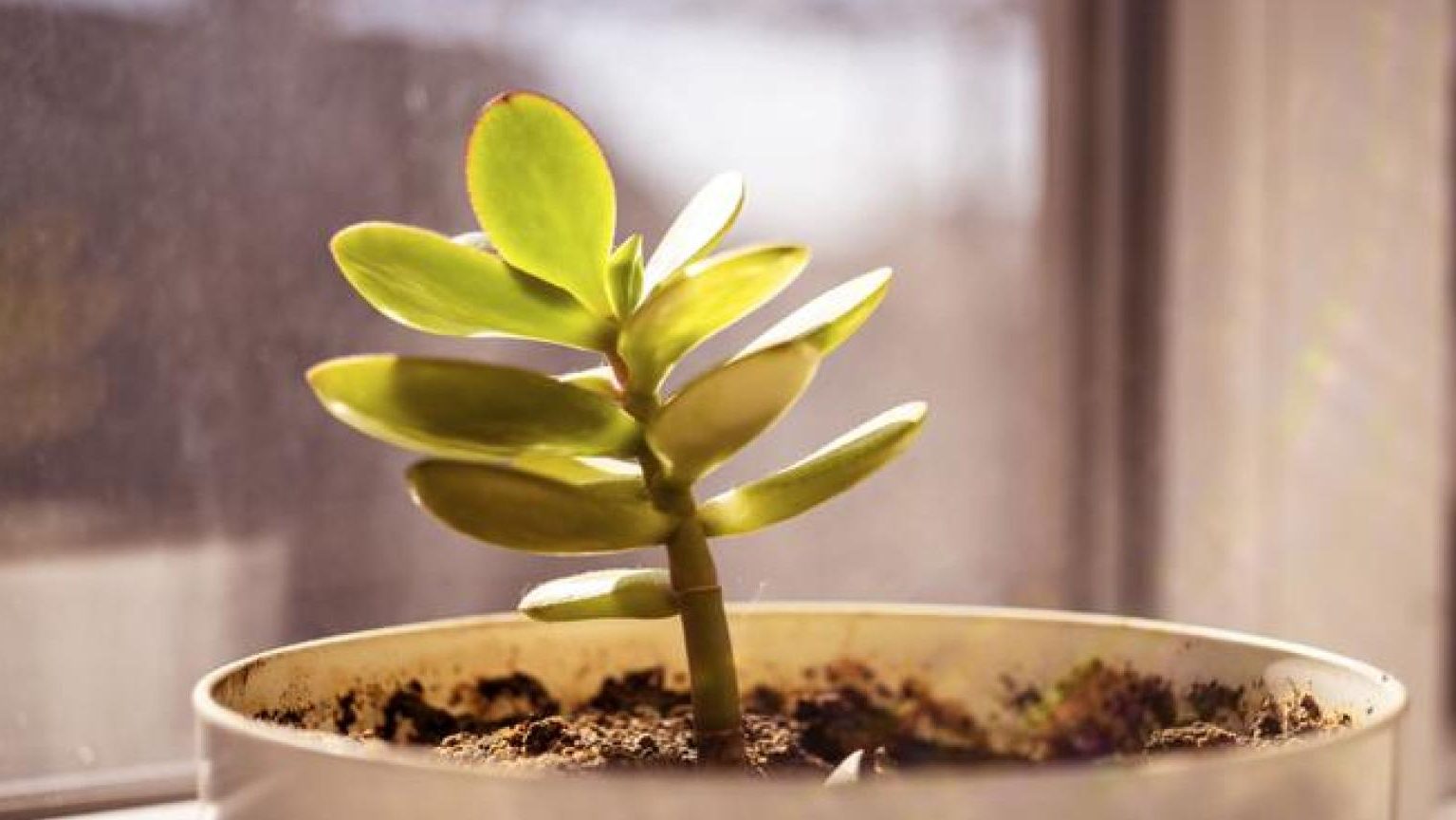 arbol de jade hojas marrones causas y soluciones efectivas