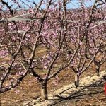 arbol de nectarina cuidados esenciales para tu nectarina arbol