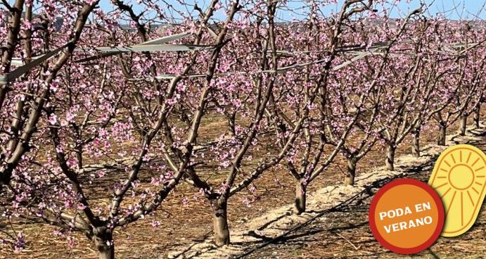 arbol de nectarina cuidados esenciales para tu nectarina arbol