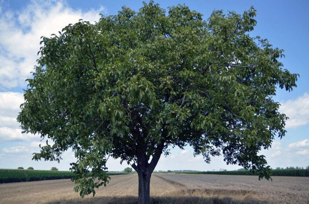 arbol de nueces clave para agricultura sostenible y salud