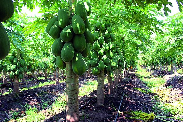 arbol de papaya en maceta cultivo plagas y soluciones efectivas