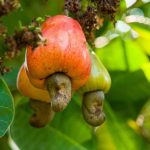 arbol del anacardo beneficios y cultivo sostenible del anacardo