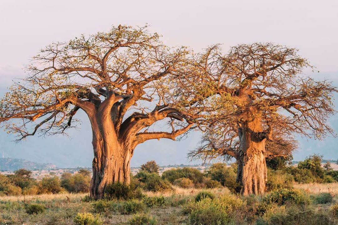 arbol que florece cada anos maravillas de la naturaleza