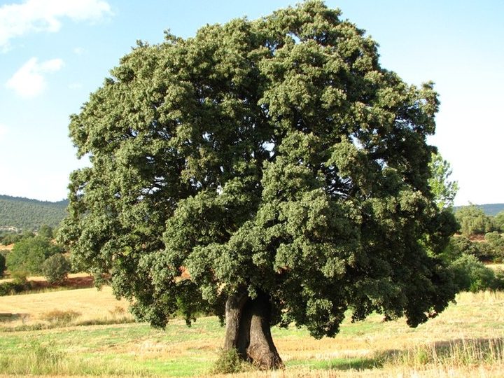 Árbol que produce bellotas: el árbol de bellota y su nombre