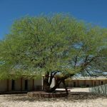arboles de crecimiento rapido y poca agua guia esencial