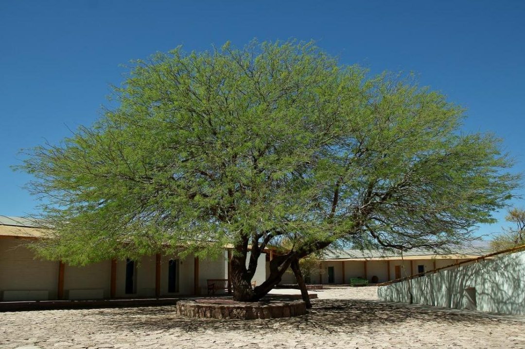arboles de crecimiento rapido y poca agua guia esencial