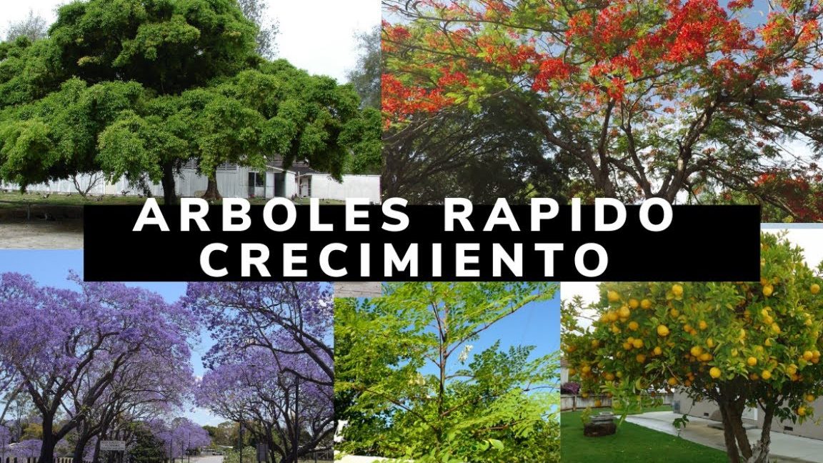 arboles de hoja perenne y crecimiento rapido para jardin ideal