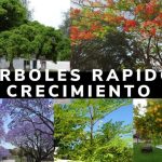 arboles de hoja perenne y crecimiento rapido para tu jardin