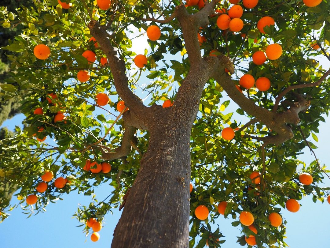 Árboles frutales de hoja perenne: Cultiva un jardín vibrante