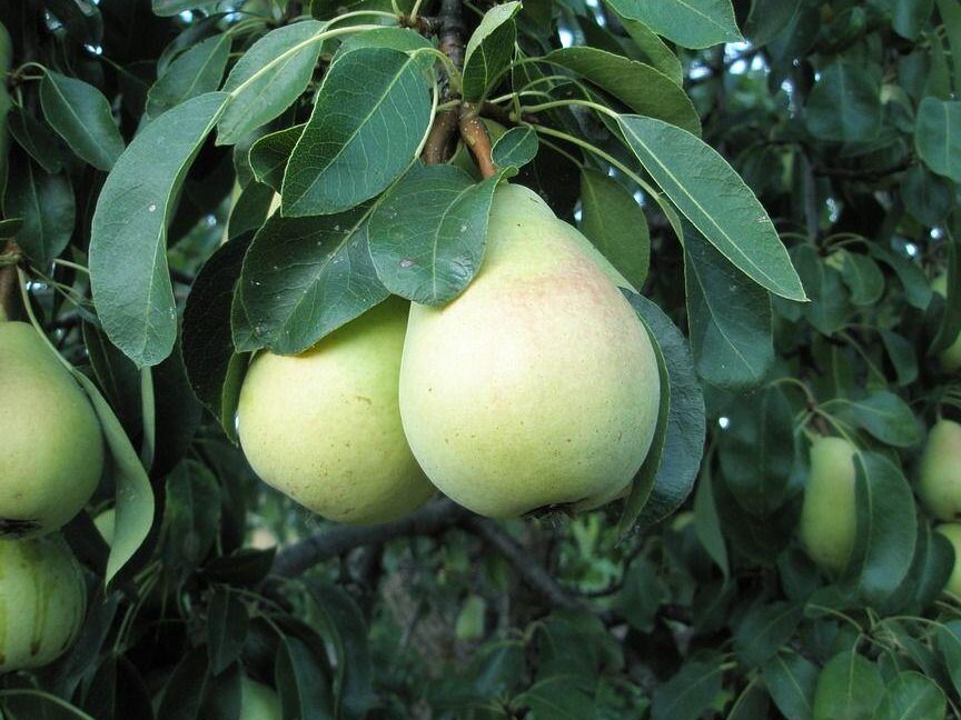 Árboles frutales enanos Leroy Merlin: Cultiva en espacios pequeños