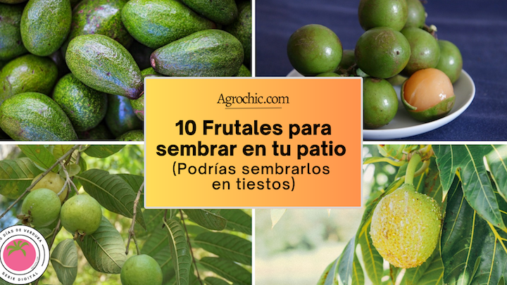 arboles frutales nombres guia completa para tu jardin saludable