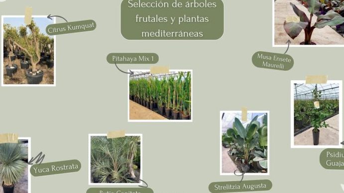 arboles frutales tipos guia de tipos de arboles frutales