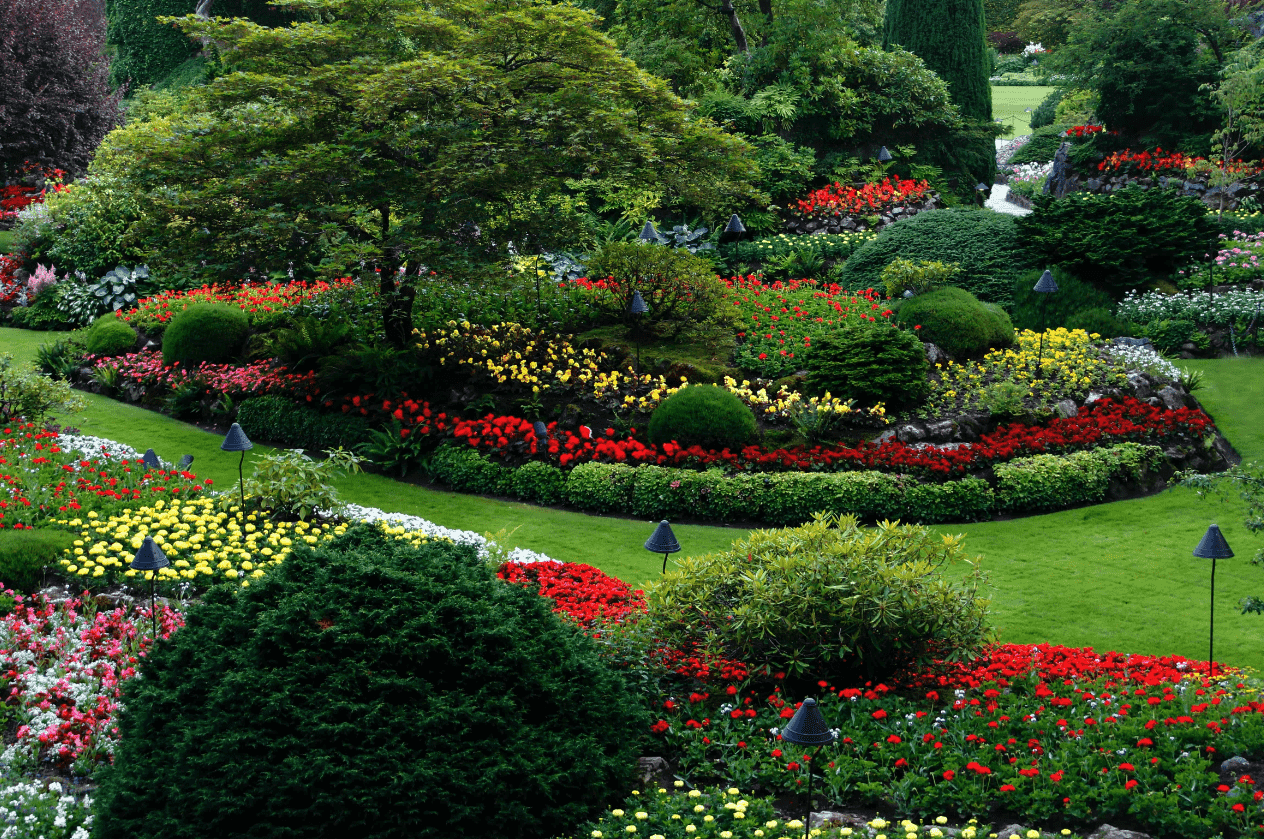 arboles hoja perenne guia esencial para paisajismo sostenible