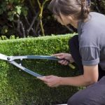 arbustos perennes de rapido crecimiento para un jardin vibrante