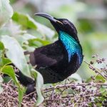 aves del paraiso soberbia belleza y conservacion esencial