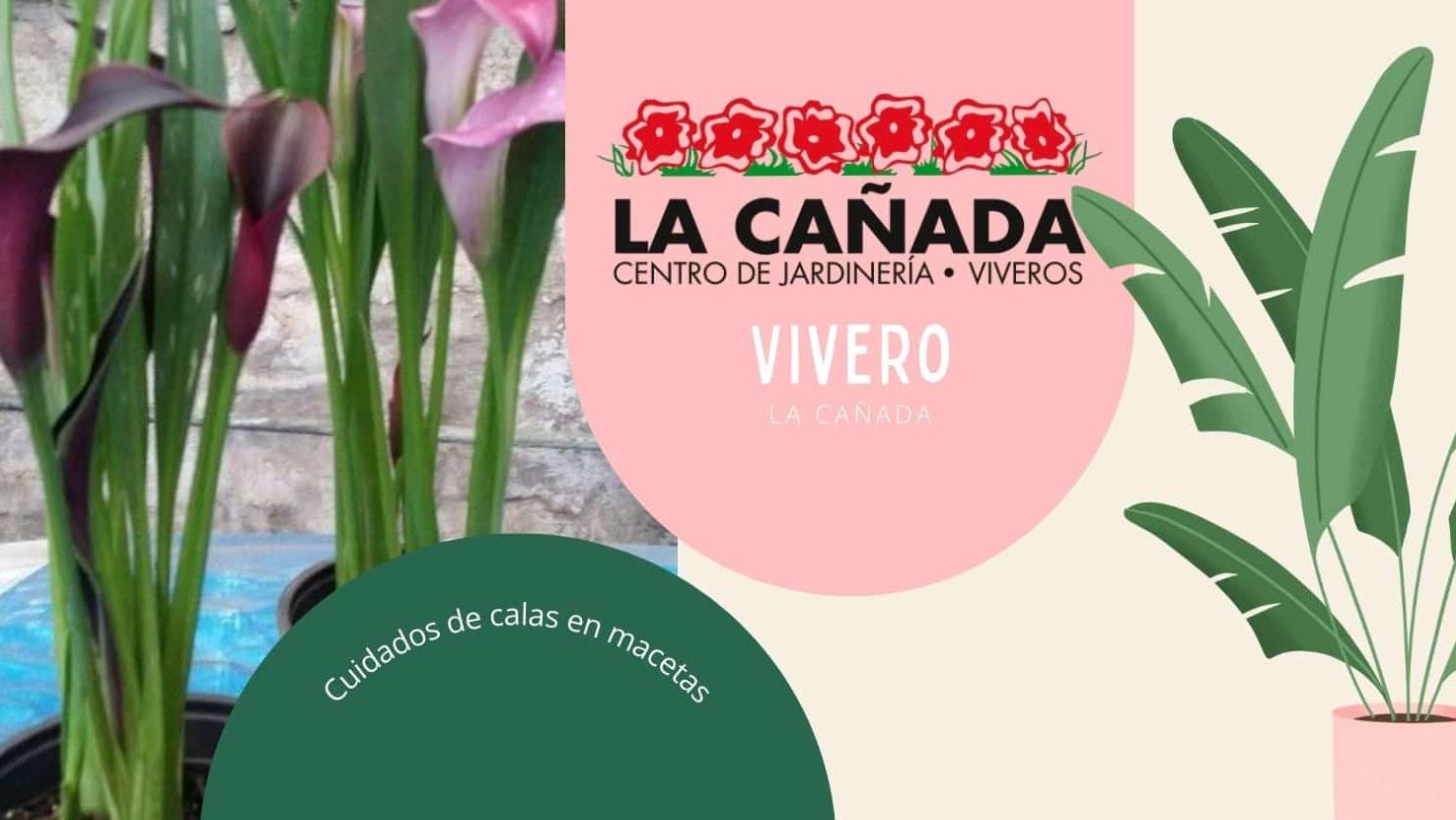 calas en maceta cuidados esenciales para mantenerlas saludables