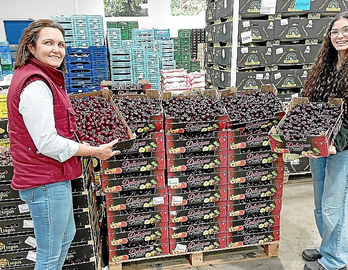 cerezo mallorquin cultivo belleza y simbolismo cultural