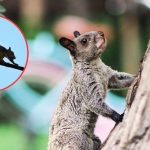 comen las ardillas dieta variada y su impacto ecologico
