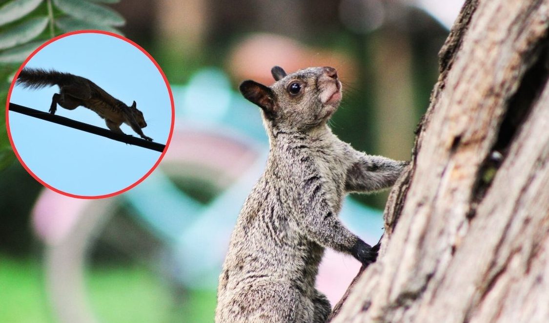 comen las ardillas dieta variada y su impacto ecologico