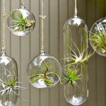 como colgar tillandsias y cuidar clavel del aire en casa