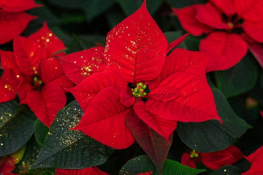 como conservar la flor de pascua en verano guia esencial