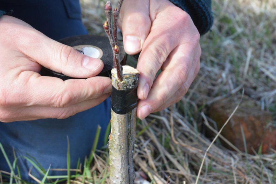 como injertar limoneros guia practica y consejos utiles