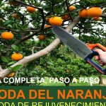 como podar naranjo guia sobre cuando y tecnicas efectivas