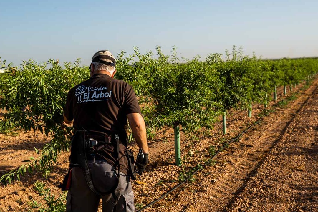 como podar un almendro grande para mejorar su produccion