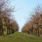 como podar un cerezo grande guia de poda y cuidados esenciales