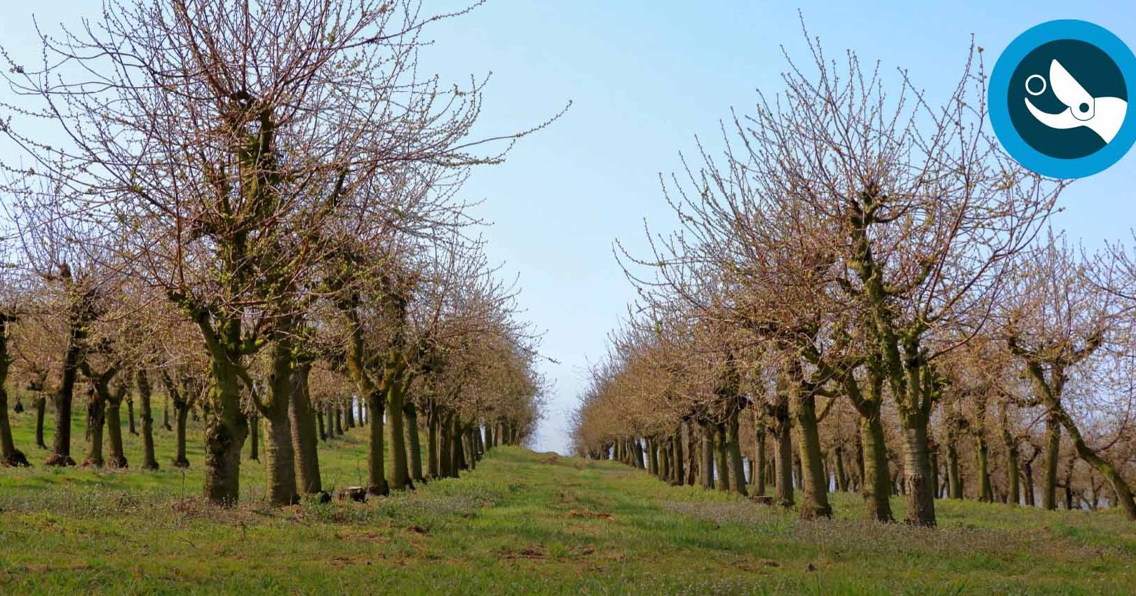 como podar un cerezo grande guia de poda y cuidados esenciales