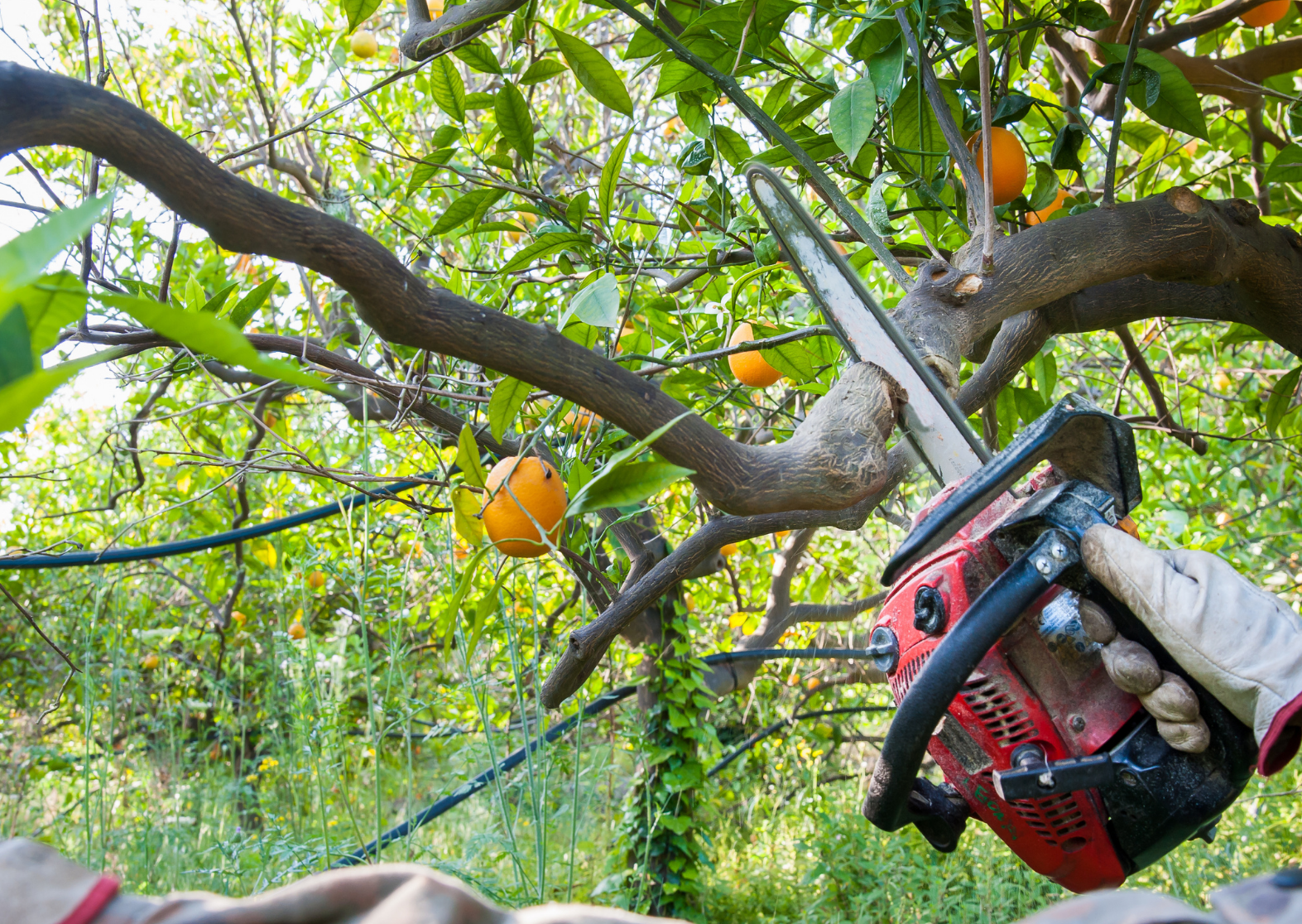 como podar un naranjo guia completa para naranjos jovenes y adultos
