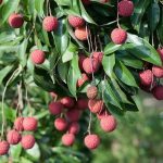 como se comen los lichis guia para cultivar planta lichi