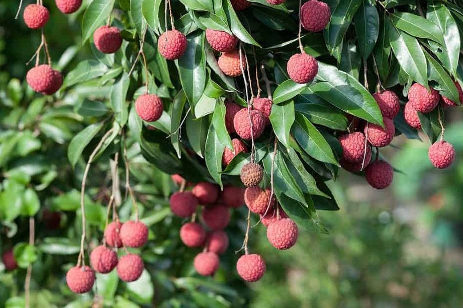como se comen los lichis guia para cultivar planta lichi