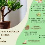 crassula ovata gollum arbol de jade con hojas arrugadas y reproduccion