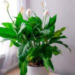 cuando florece la planta pluma de santa teresa blanca guia espiritual