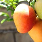 cuando plantar mango en espana guia para un cultivo exitoso