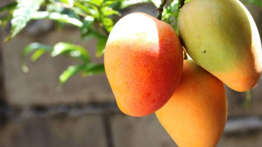 cuando plantar mango en espana guia para un cultivo exitoso