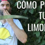 cuando y como podar un limonero guia de epoca y tecnicas