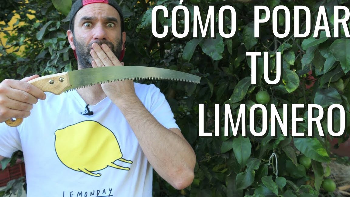 cuando y como podar un limonero guia de epoca y tecnicas