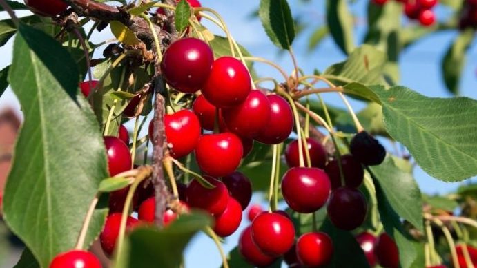 cuanto tarda un ciruelo en dar frutos guia completa y consejos