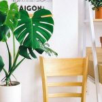 cuidado costilla de adan cuidados esenciales para tu planta