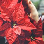 cuidados de la poinsetia mitos y consejos para su salud