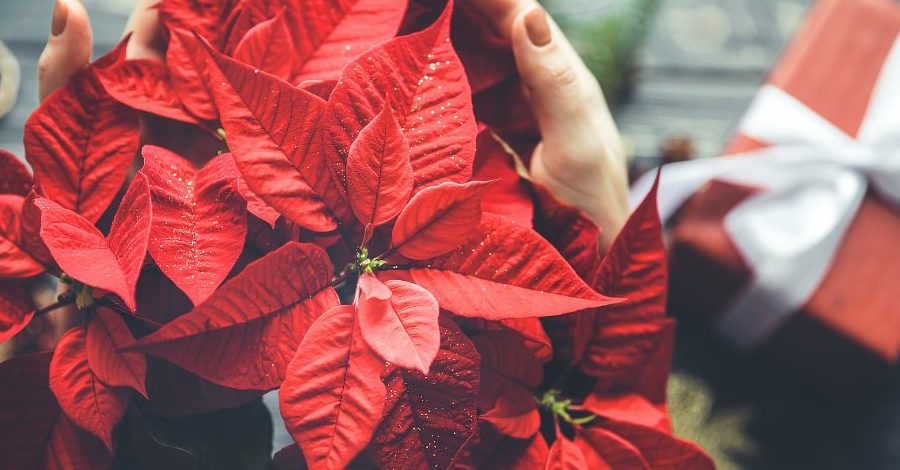 cuidados de la poinsetia mitos y consejos para su salud