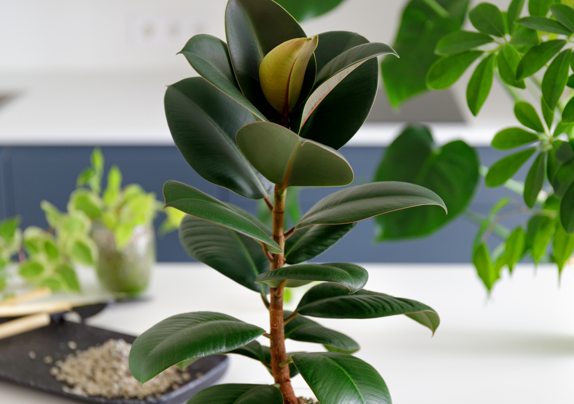 cuidar un ficus guia esencial para su salud y vitalidad