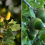 diferencias entre roble y encina caracteristicas y usos