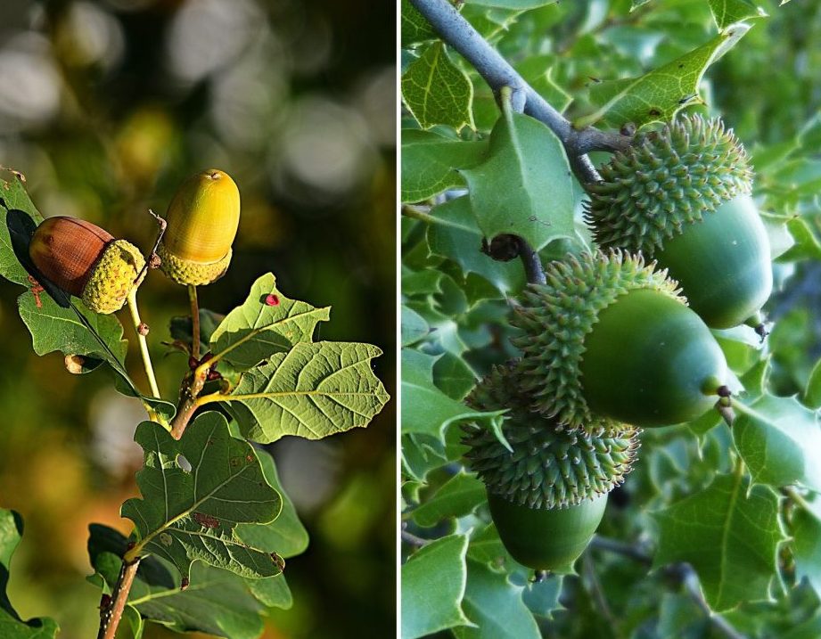 diferencias entre roble y encina caracteristicas y usos