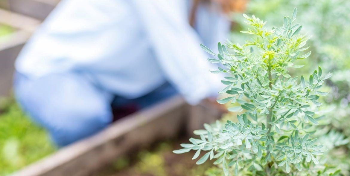donde colocar la ruda en casa para atraer energias positivas